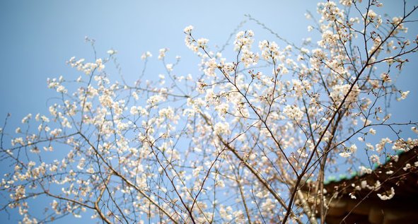 武漢美博會:武漢大學——賞櫻經典游覽地