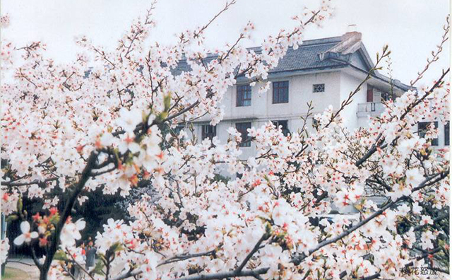 武漢美博會必有景點1：武漢大學